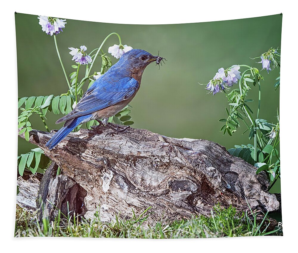 Bluebird Tapestry featuring the photograph Bluebird Bearing Bug by Peg Runyan