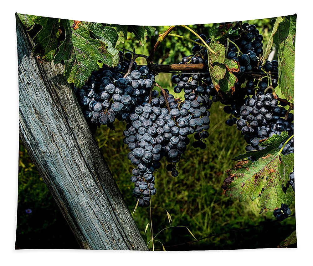 Grapes Tapestry featuring the photograph Blue Grapes by Wolfgang Stocker