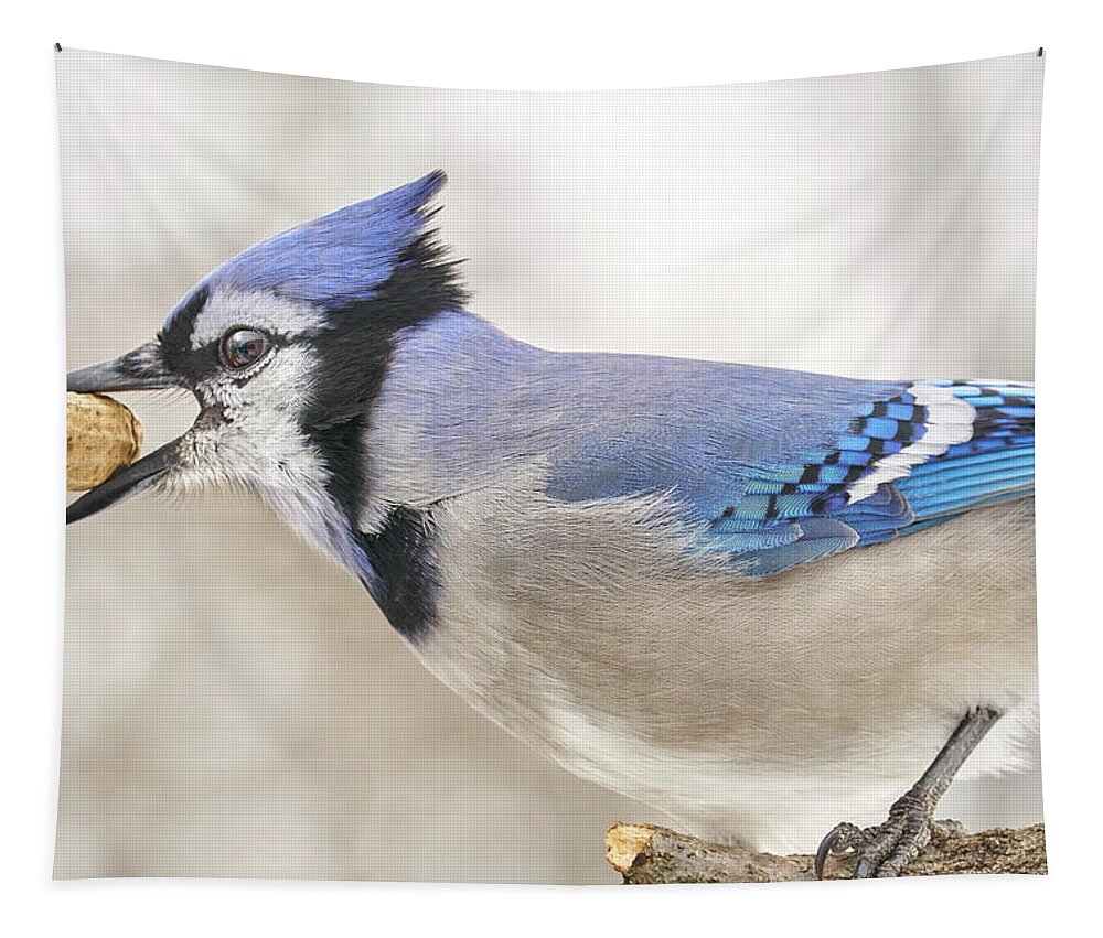 Blue Jay Tapestry featuring the photograph Blue Jay with peanut, in January by Jim Hughes