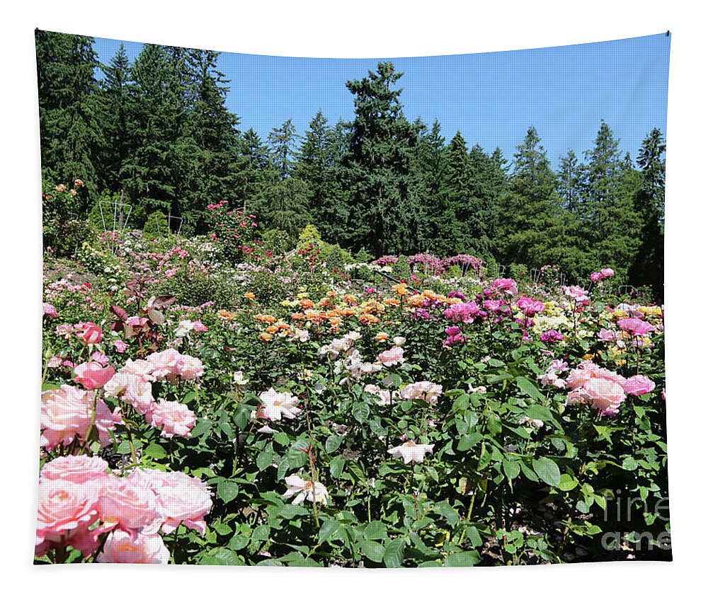 Portland Rose Garden Tapestry featuring the photograph Blue Sky and Roses by Carol Groenen