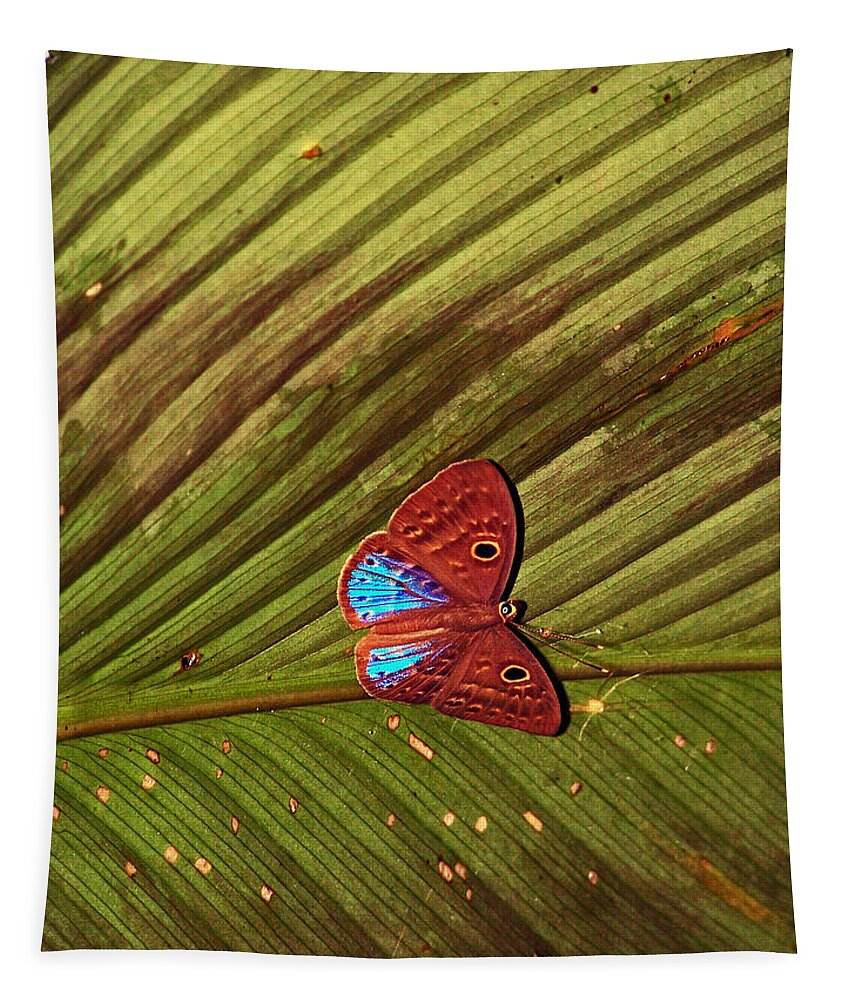Insects Tapestry featuring the photograph Blue Tips by Jennifer Robin