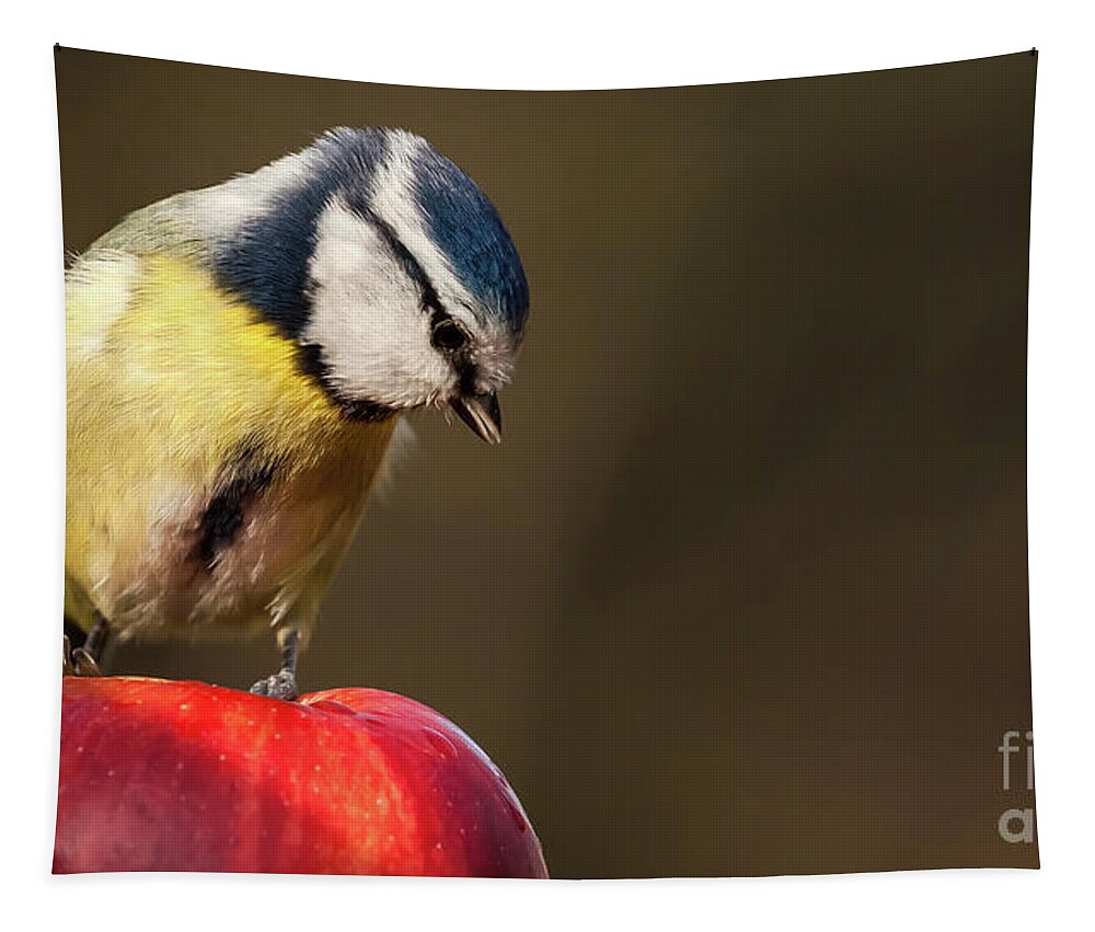 Bird Tapestry featuring the photograph Blue Tit Cyanistes caeruleus sat on a red apple looking down by Simon Bratt
