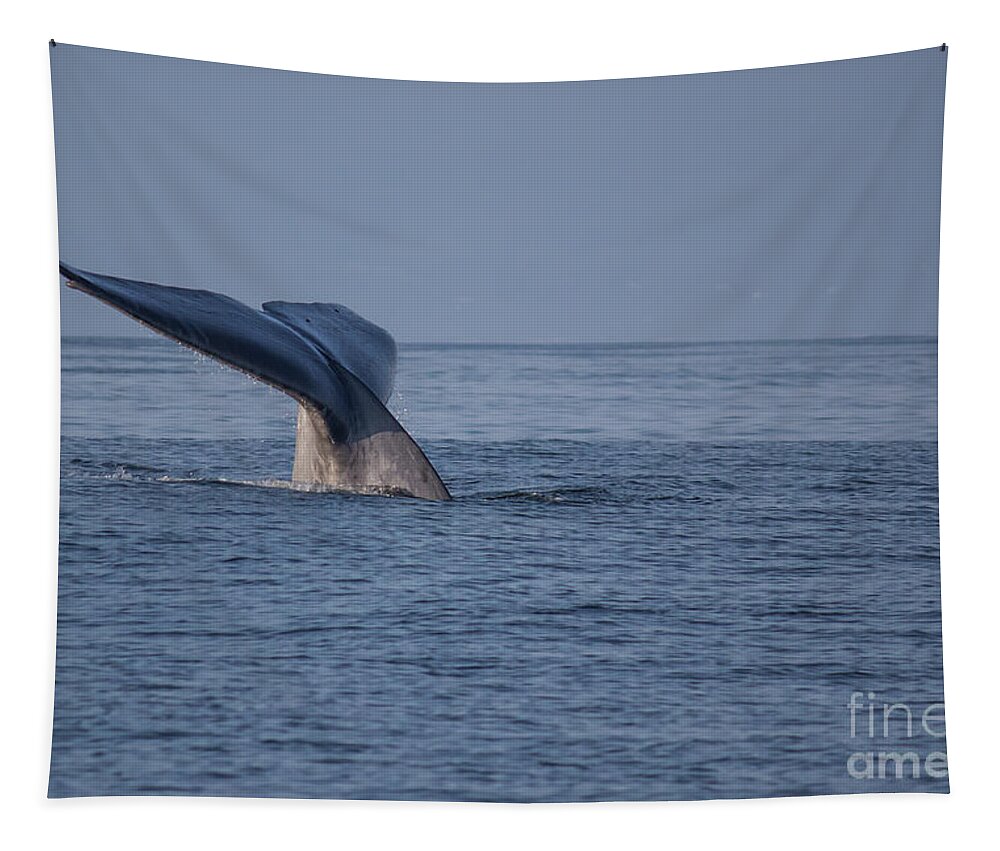 Blue Tapestry featuring the photograph Blue Whale Tail by Suzanne Luft
