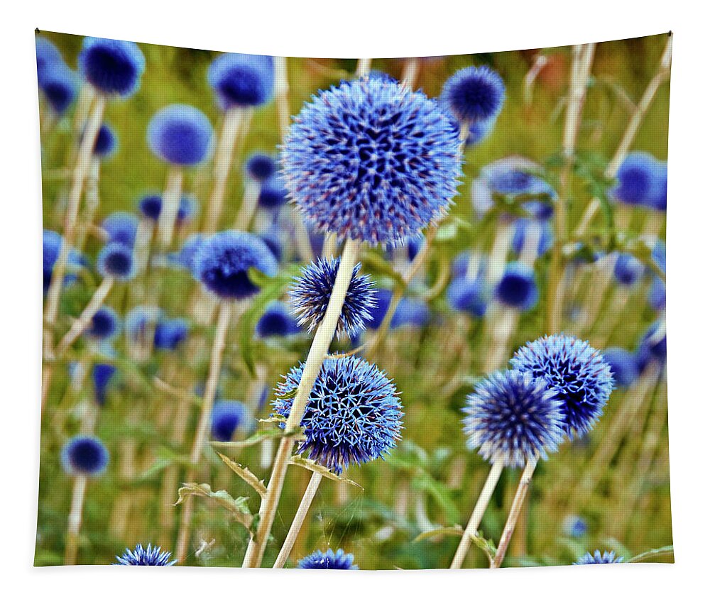 Blue Wild Thistle Tapestry featuring the photograph Blue Wild Thistle by Silva Wischeropp