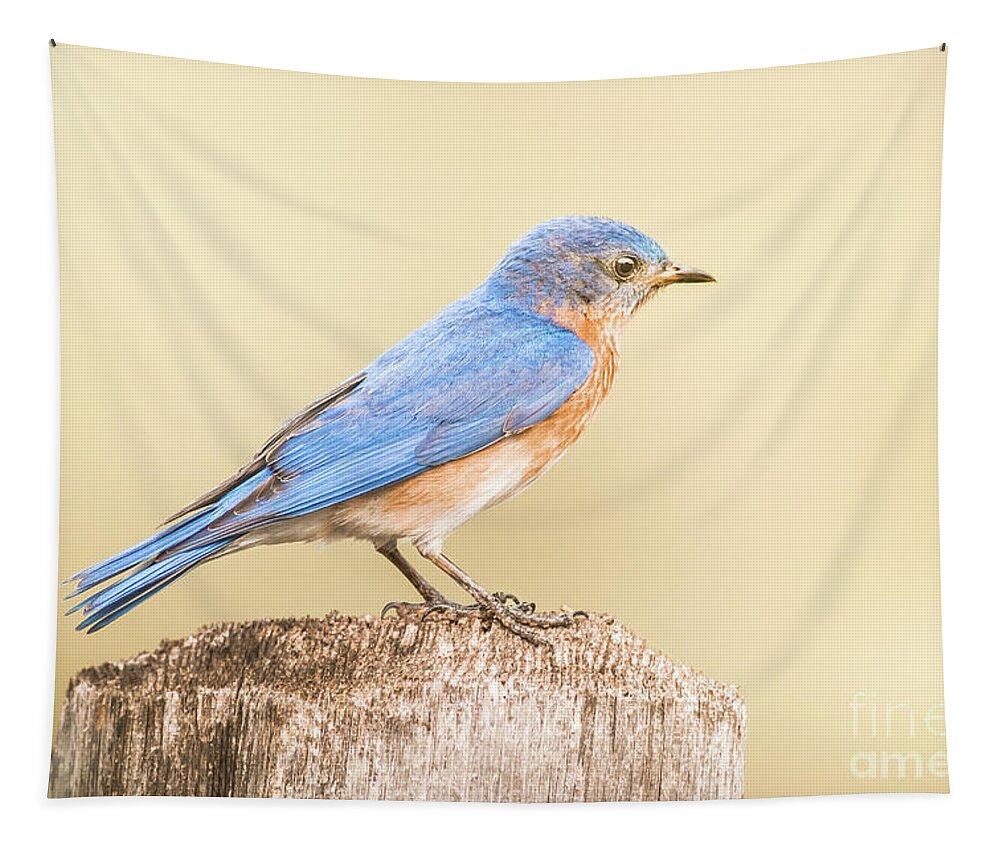 Nature Tapestry featuring the photograph Bluebird On Fence Post by Robert Frederick