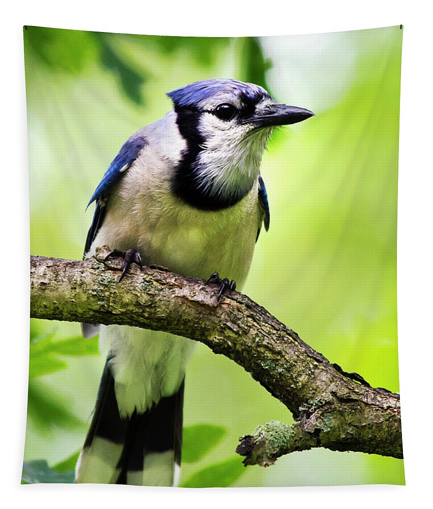 Bird Tapestry featuring the photograph BlueJay by Christina Rollo