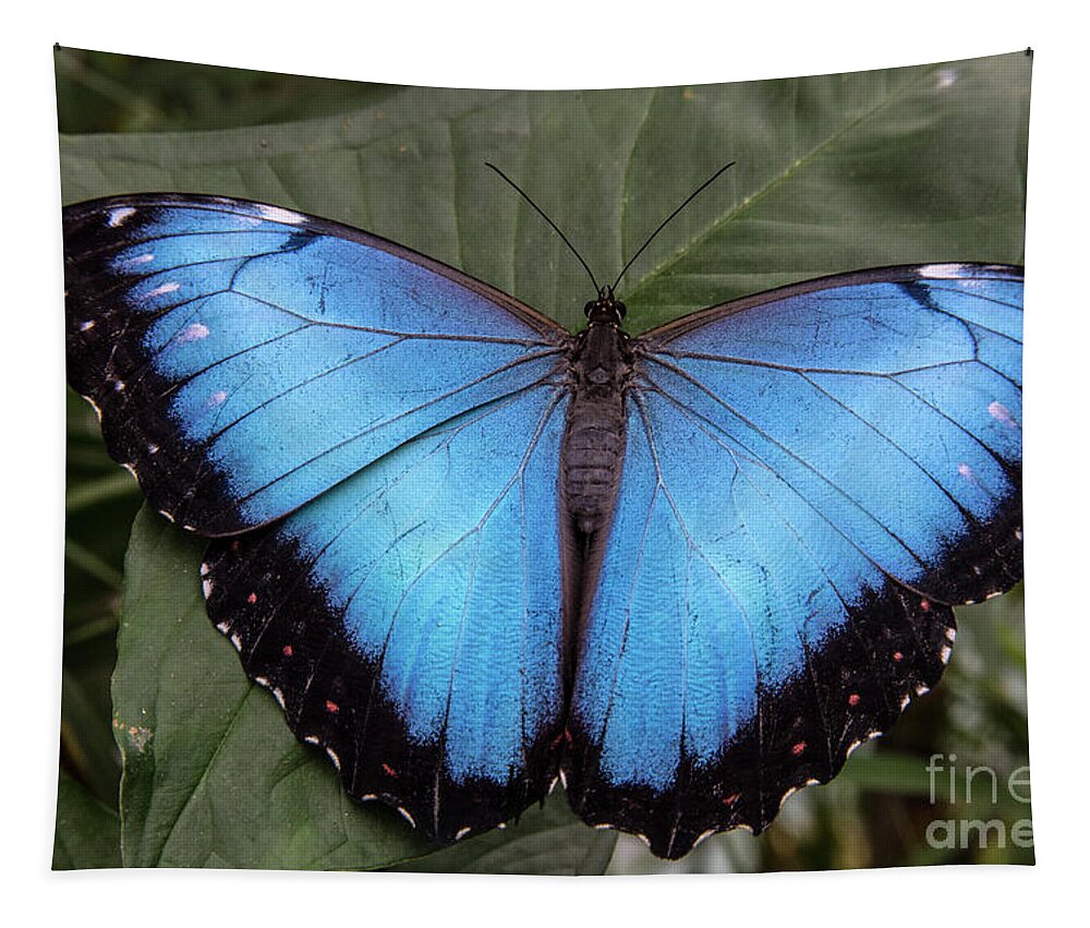 Jungle Tapestry featuring the photograph Blue Morph by Kathy McClure