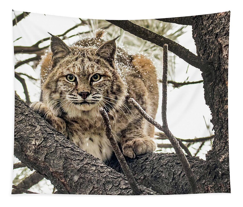 Categories Tapestry featuring the photograph Bobcat in Winter by Dawn Key