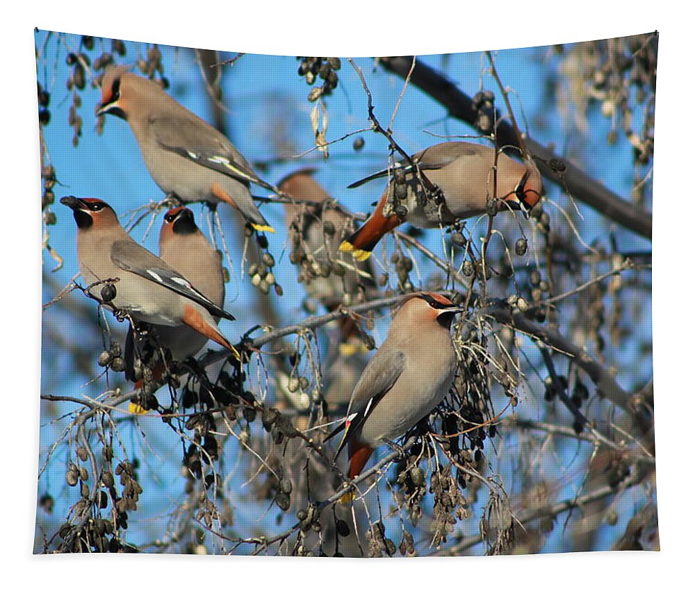 Bird Tapestry featuring the photograph Bohemian Waxwings by Kathy Bassett