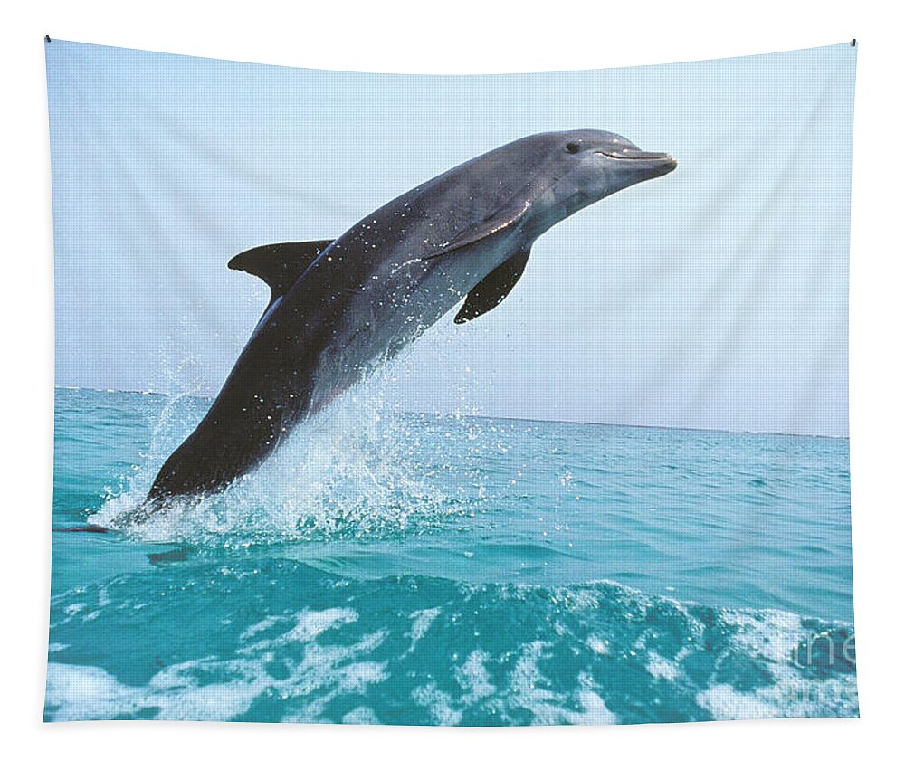 Adult Tapestry featuring the photograph Bottlenose Dolphin Tursiops Truncatus by Gerard Lacz