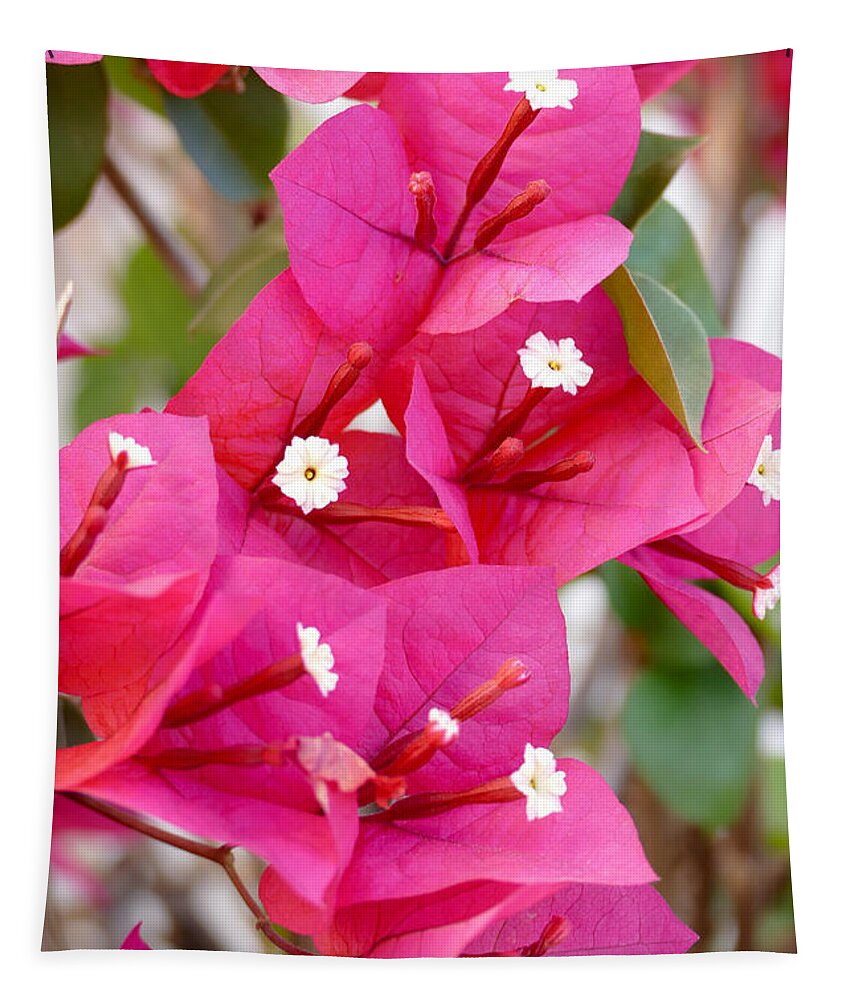 Bougainvillea Tapestry featuring the photograph Bougainvillea Blooms by Laurel Powell