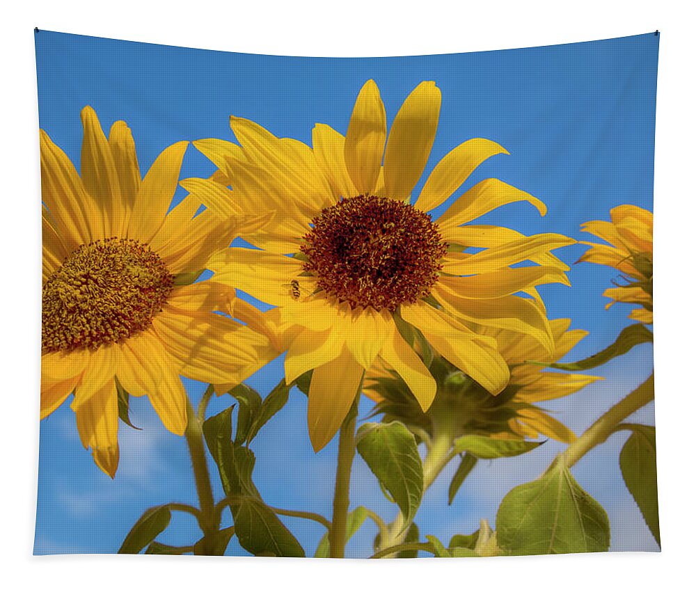 Asteraceae Tapestry featuring the photograph Bouquet of Sunshine 0692 by Kristina Rinell