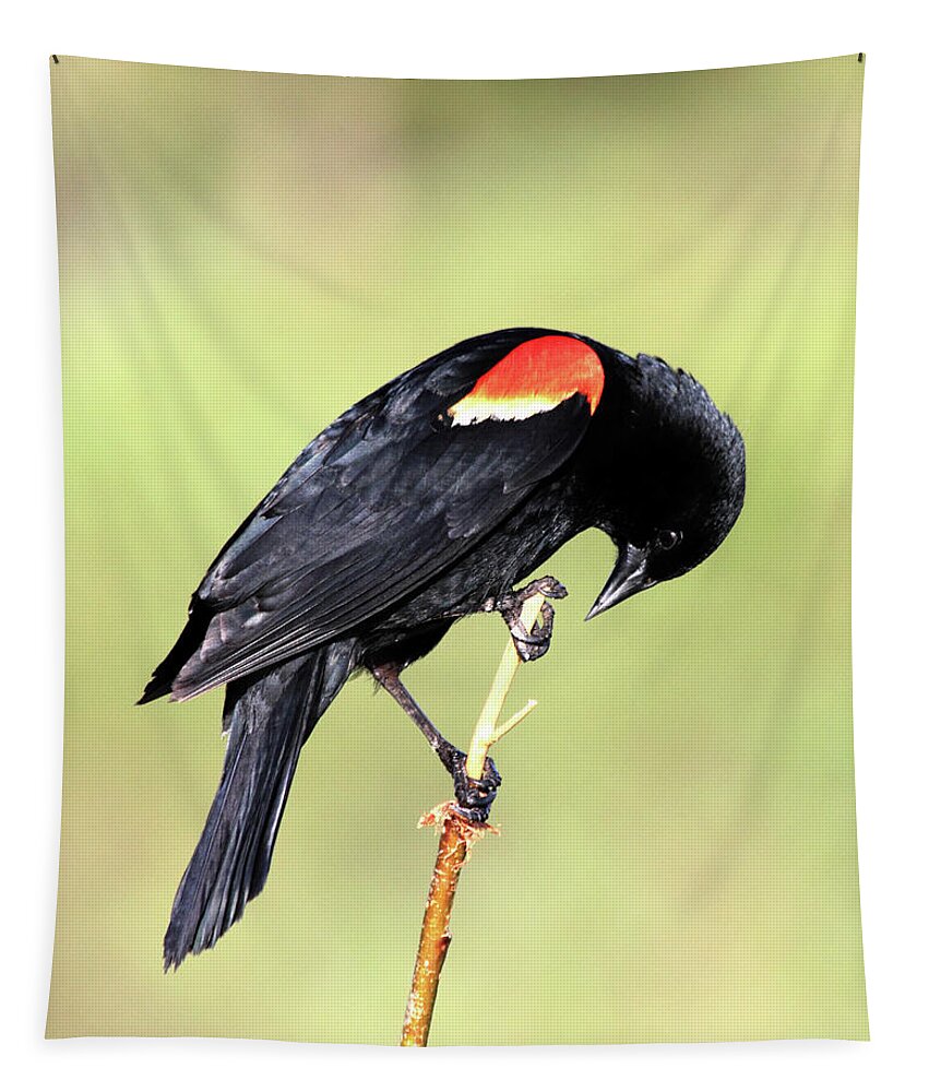 Red-winged Blackbird Tapestry featuring the photograph Bowing by Shane Bechler