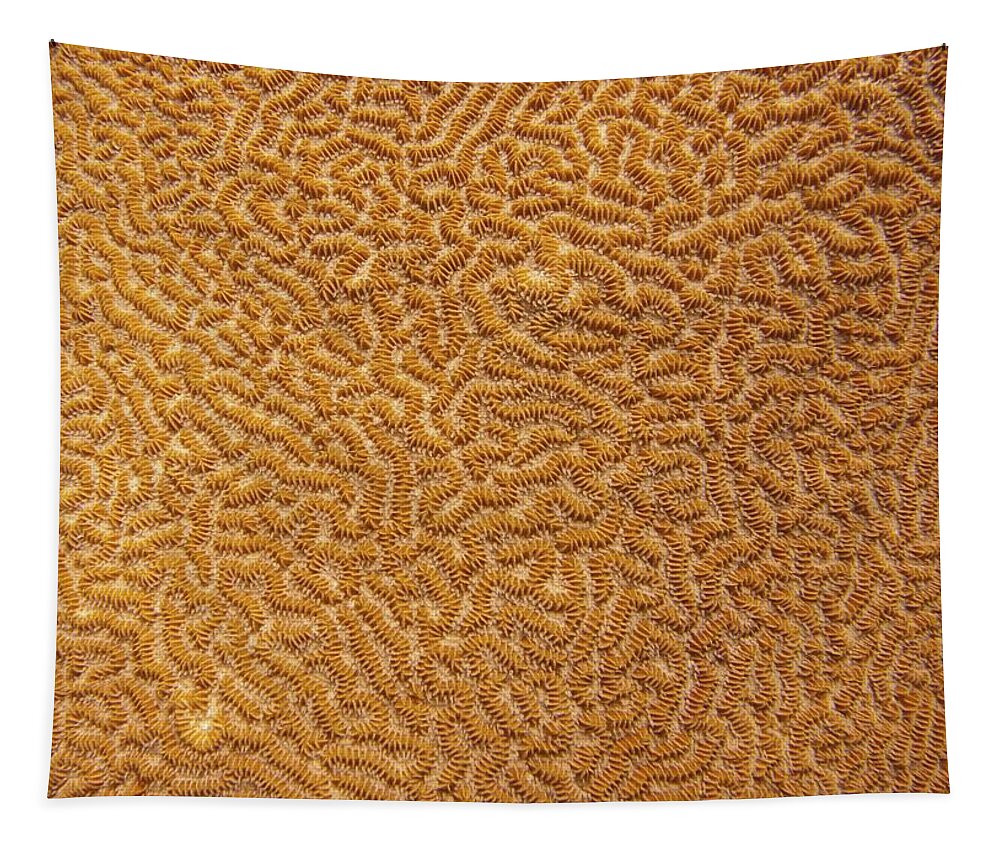 Texture Tapestry featuring the photograph Brain Coral 47 by Michael Fryd