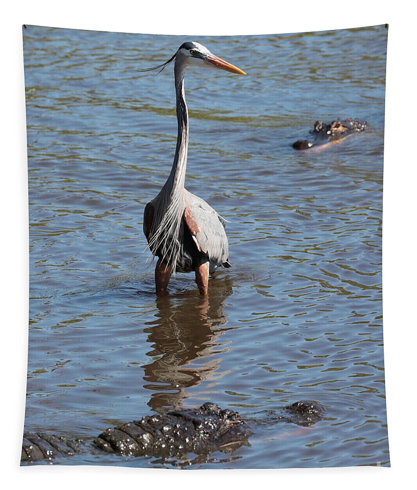 Gator Tapestry featuring the photograph Brave Great Blue Heron by Carol Groenen