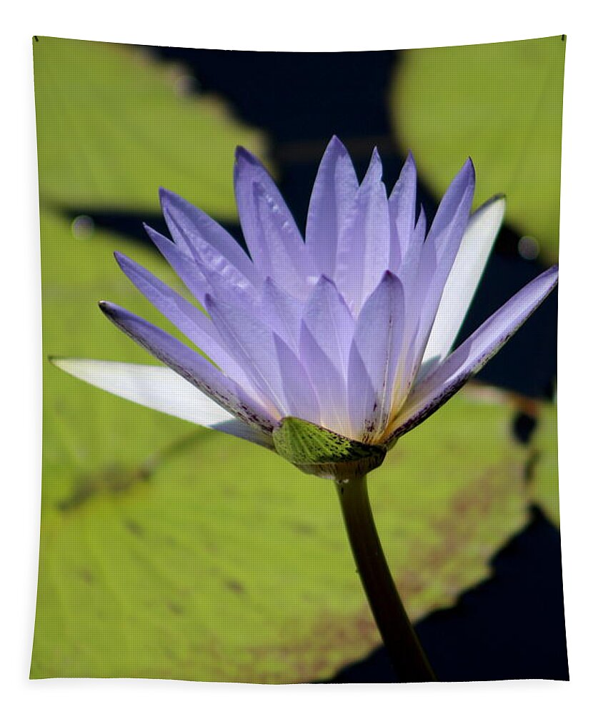 Blue Lotus Flower Tapestry featuring the photograph Bright Jacaranda Blue Lotus Flower by Colleen Cornelius