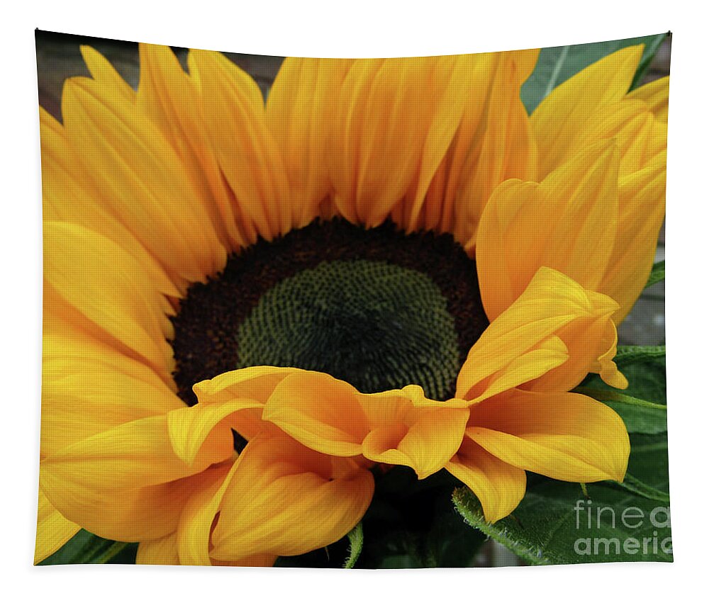 Sunflower Tapestry featuring the photograph Bright Sun 5 by Kim Tran