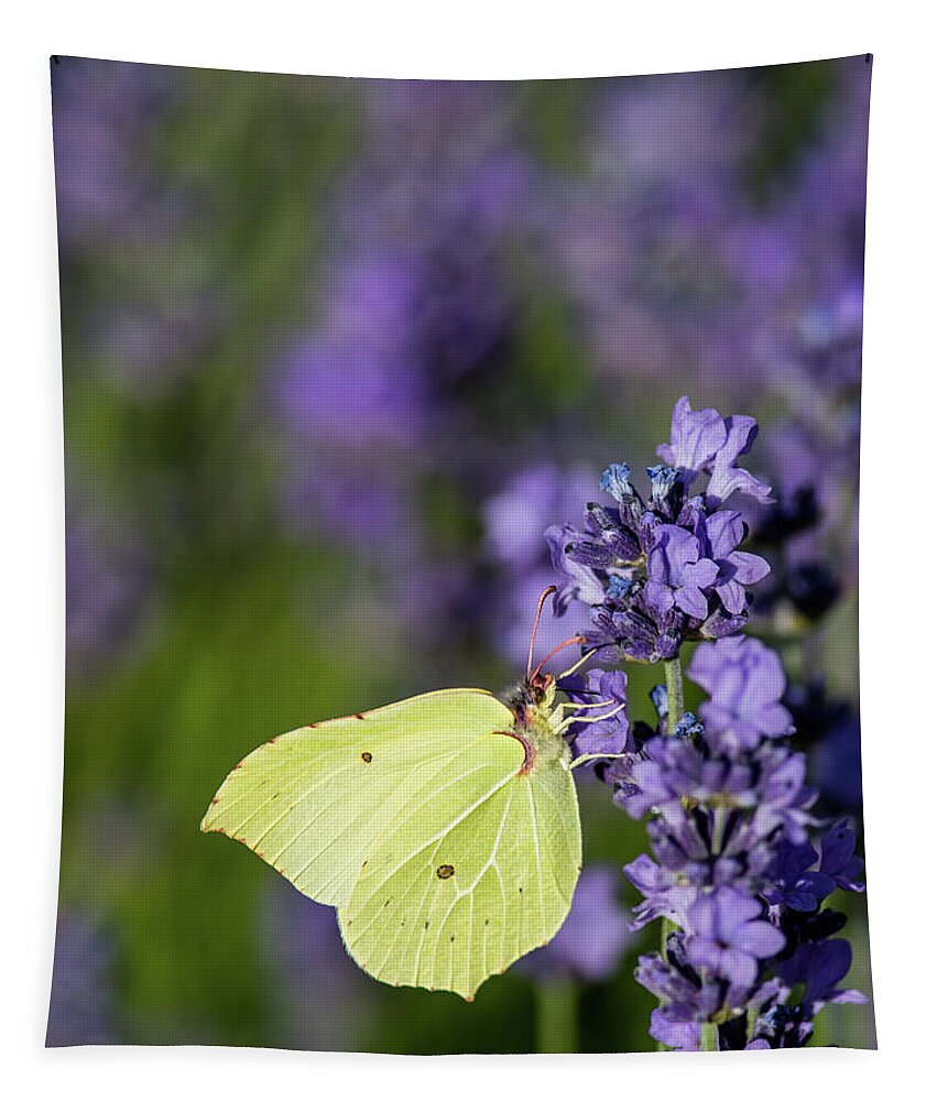 Brimstone Tapestry featuring the photograph Brimstone butterfly and the lavender by Torbjorn Swenelius