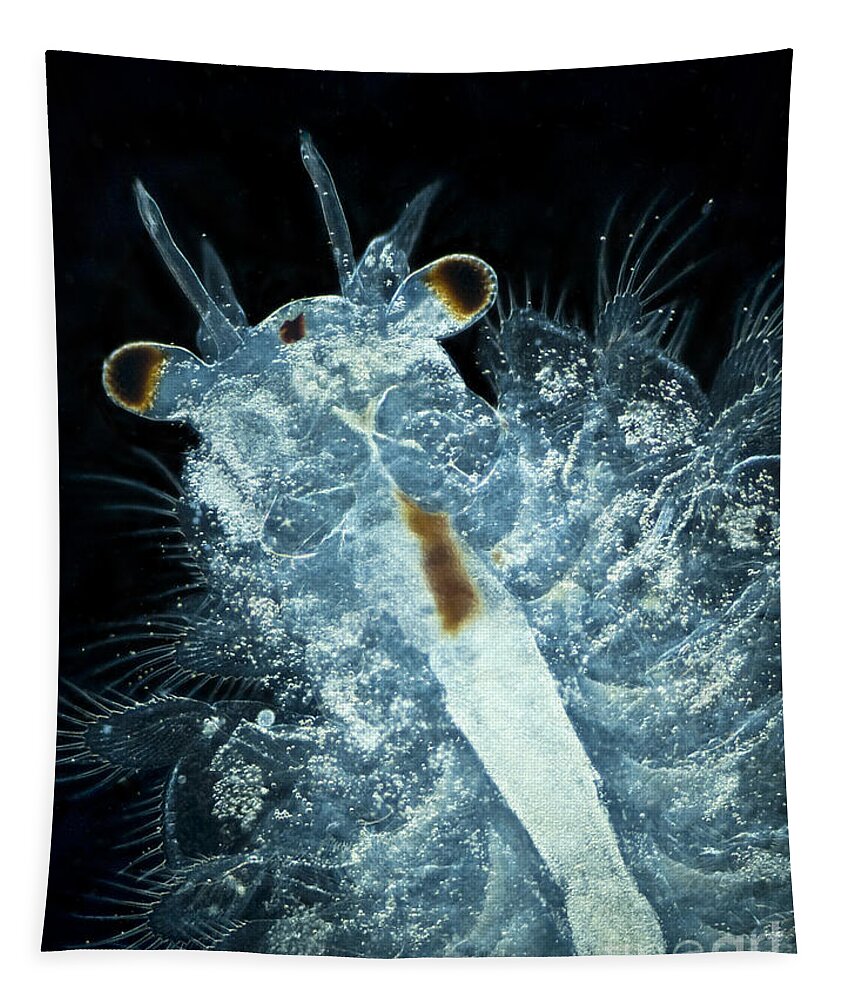 Brine Shrimp Artemia Salina Tapestry by Rub�n Duro/BioMEDIA ASSOCIATES LLC  - Fine Art America