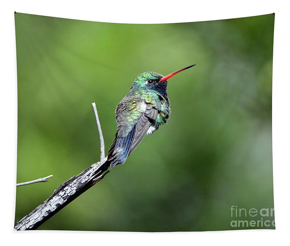 Denise Bruchman Tapestry featuring the photograph Broad-billed Hummingbird by Denise Bruchman