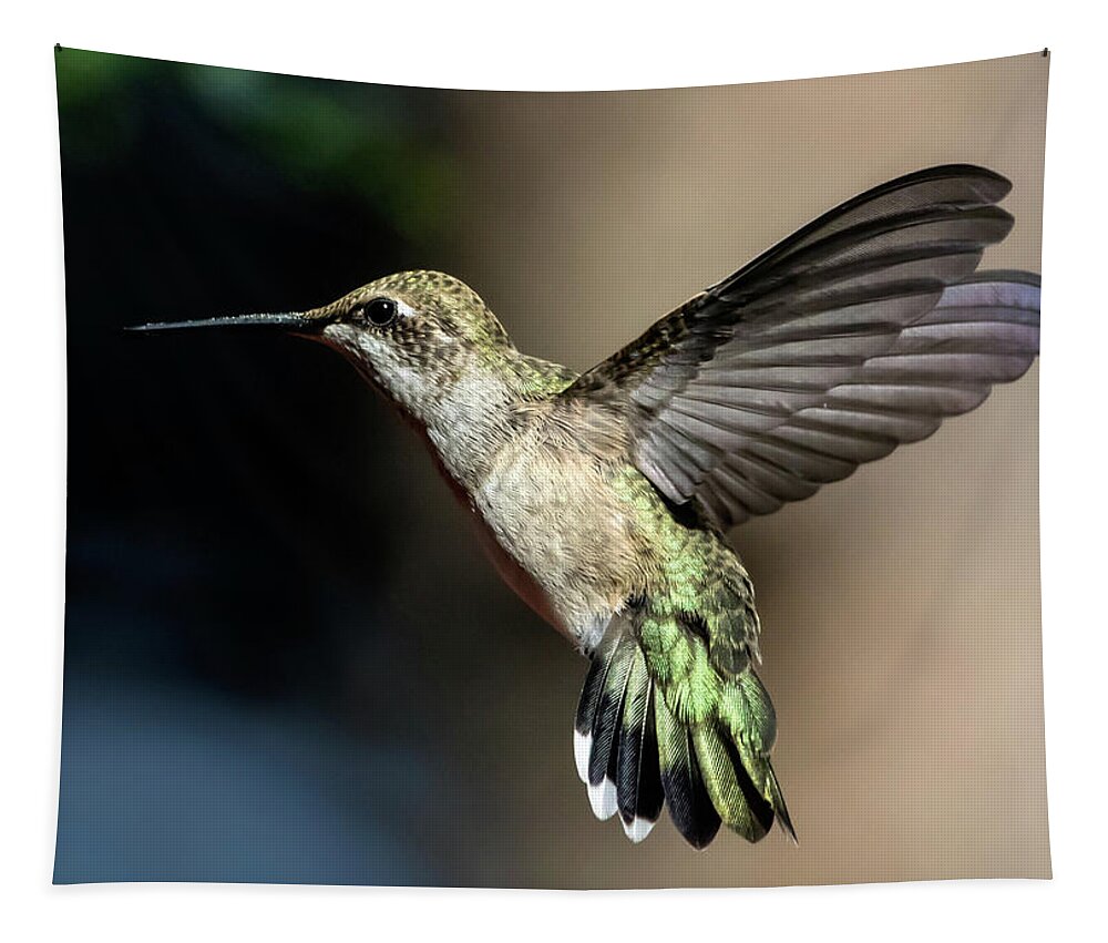Broad-tailed Hummingbird Tapestry featuring the photograph Broad-tailed Hummingbird Female by Dawn Key