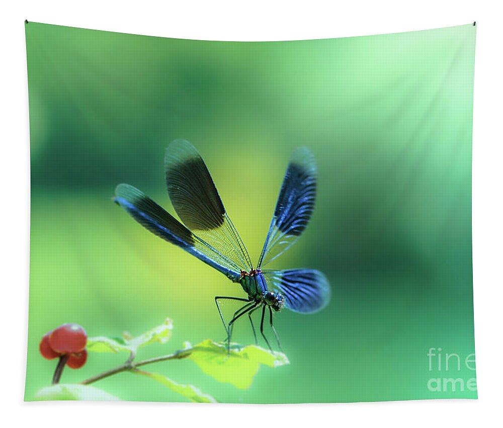 Countryside Tapestry featuring the photograph Broad-winged Damselfly, Dragonfly by Amanda Mohler