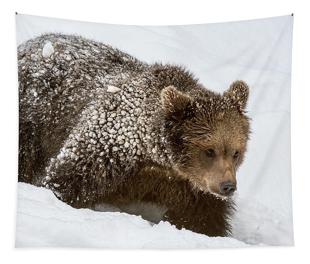 Young Tapestry featuring the photograph Brown Bear Cub in the Snow by Arterra Picture Library