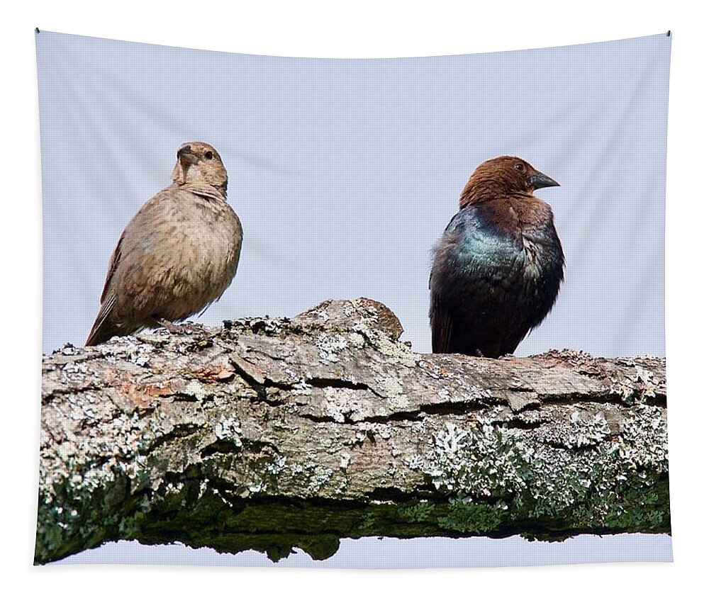 Cowbird Tapestry featuring the photograph Brown Headed Cowbirds Sitting in a Tree by Michael Peychich