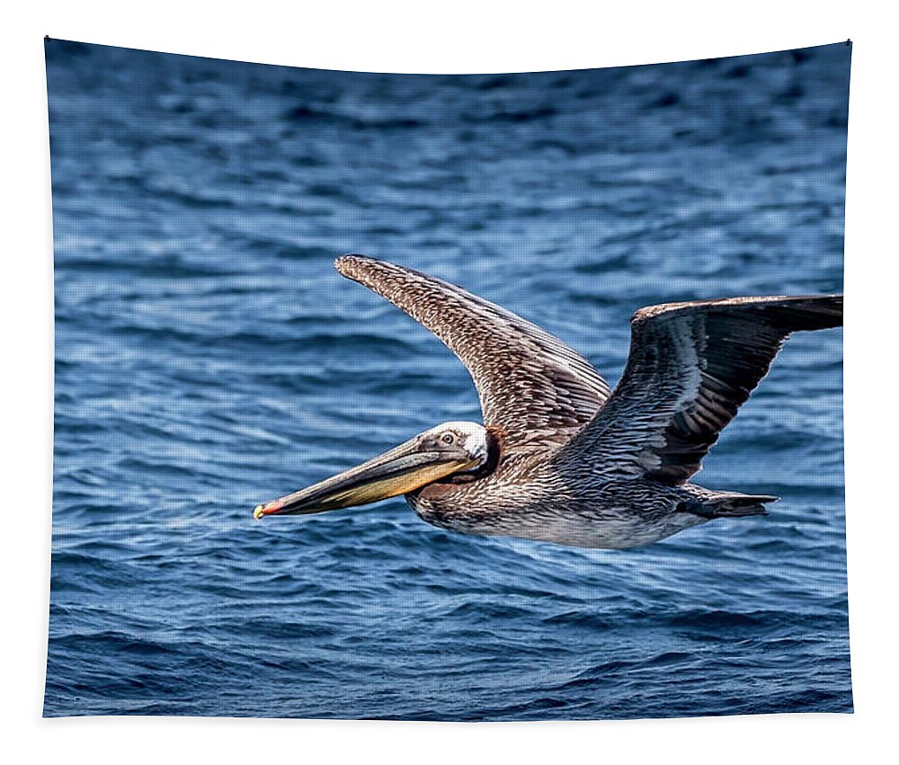 Brown Pelican Tapestry featuring the photograph Brown Pelican 5 by Endre Balogh