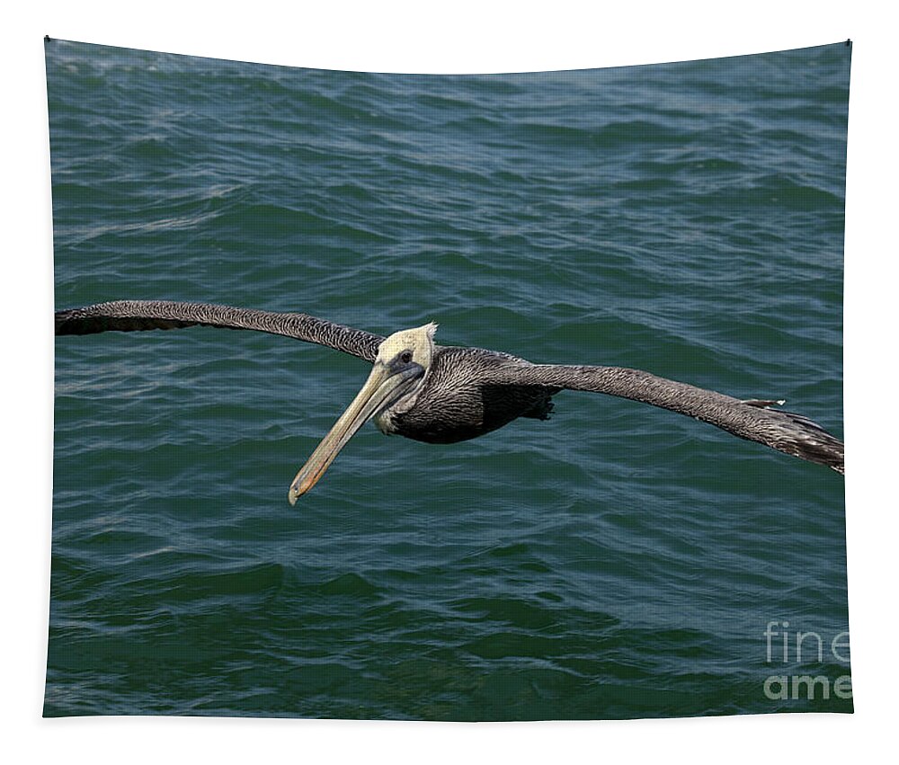 Animal Tapestry featuring the photograph Brown Pelican- Pelecanus occidentalis by Anthony Totah