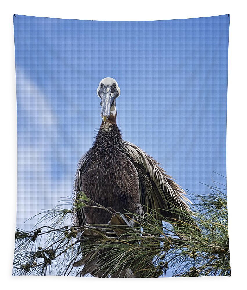 Brown Pelican Tapestry featuring the photograph Brown Pelican Perch by Saija Lehtonen