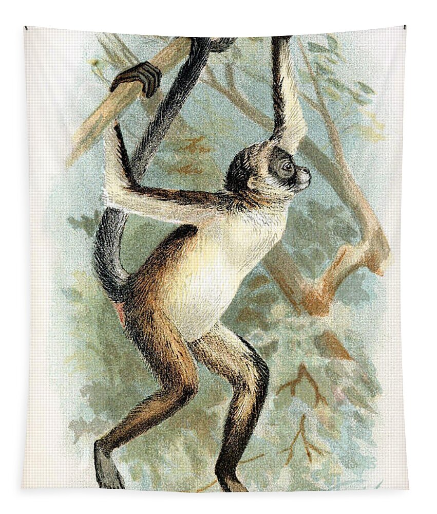 Brown Spider Monkey Tapestry featuring the photograph Brown Spider Monkey, Endangered Species by Biodiversity Heritage Library