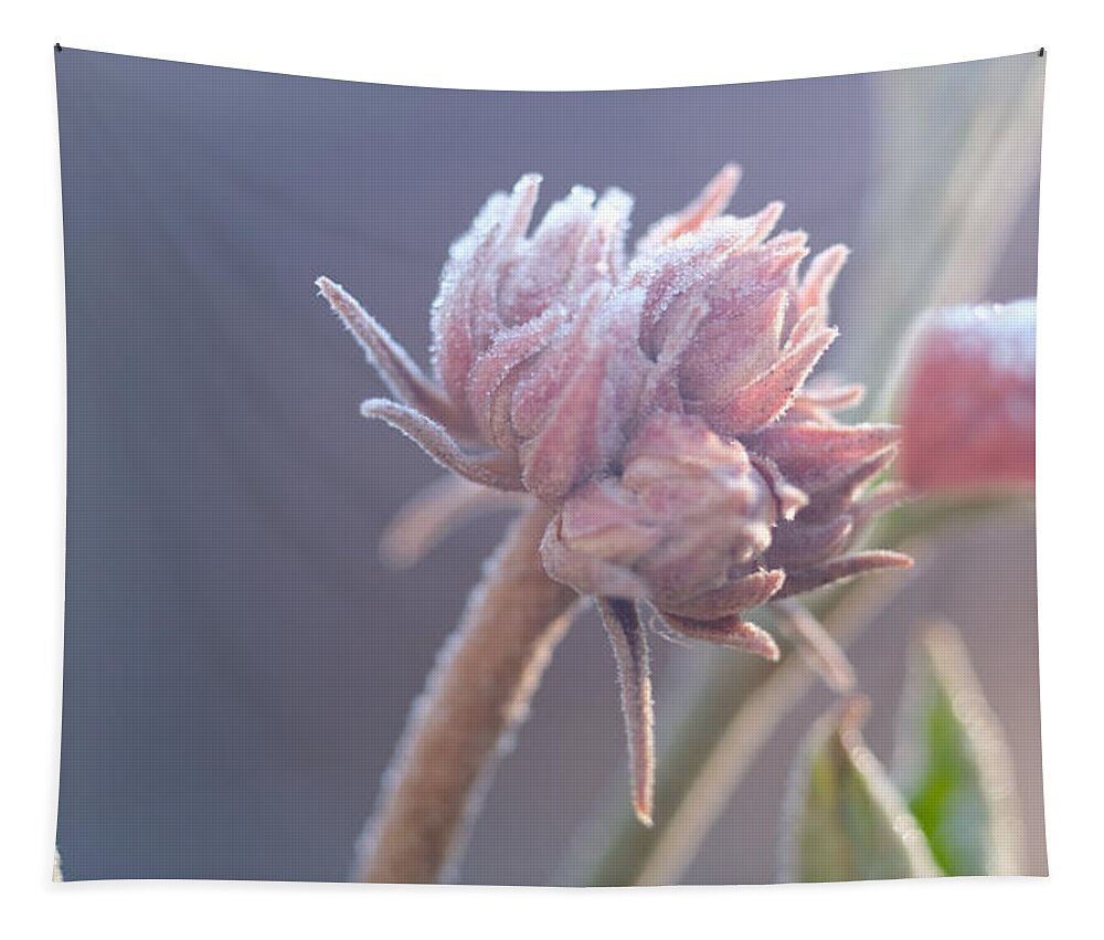 Buds Tapestry featuring the photograph Budding Talent by Jessica Myscofski