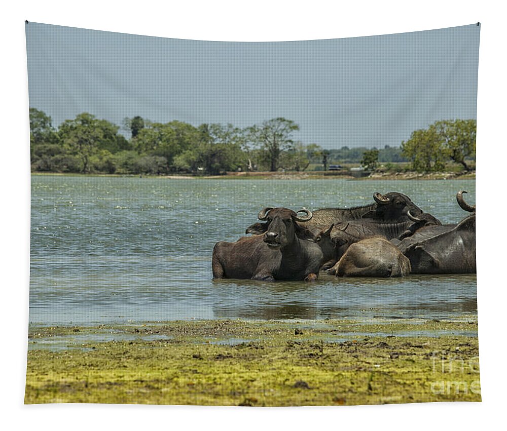 Sri Tapestry featuring the photograph Buffalo the water by Patricia Hofmeester