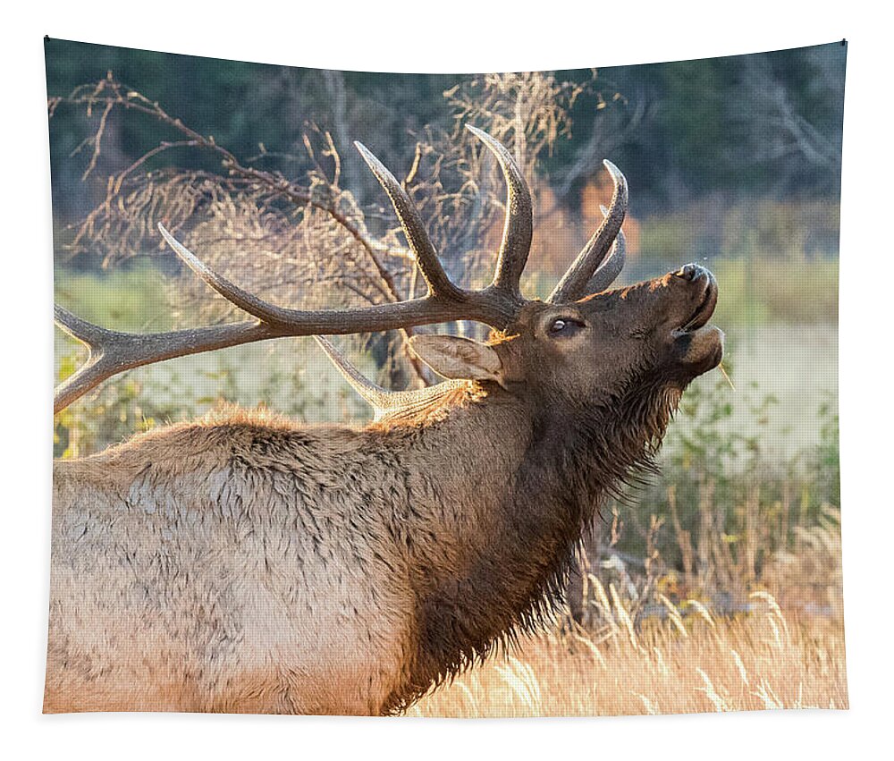 Elk Tapestry featuring the photograph Bugling Elk Bull Close Up by Tony Hake