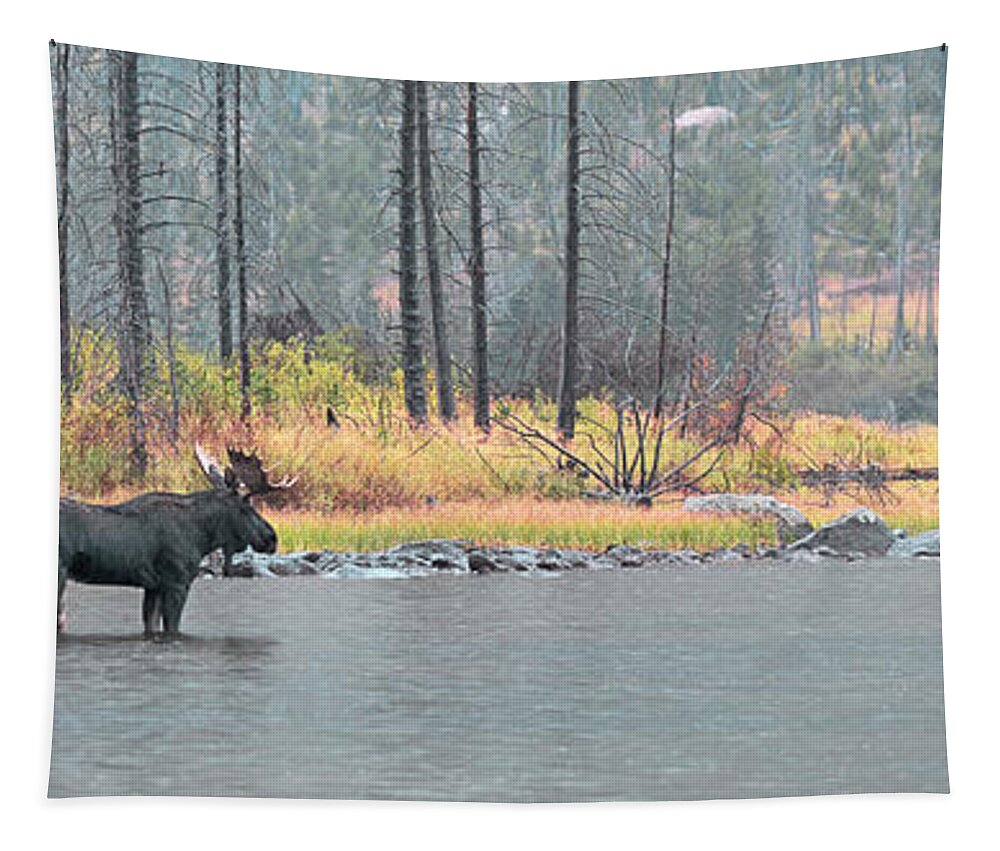 East Rosebud Tapestry featuring the photograph Bull and Cow Moose In East Rosebud Lake Montana by Gary Beeler