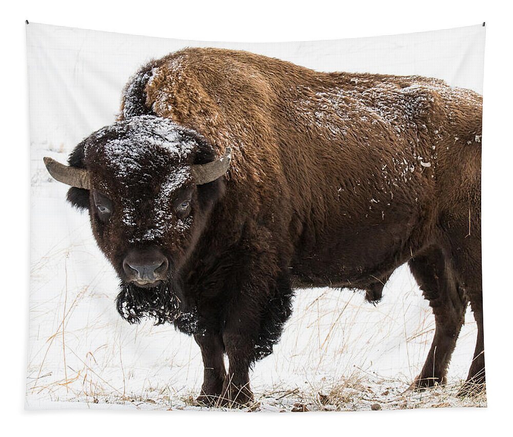 Nature Tapestry featuring the photograph Bull Bison Stands Proudly on the Great Plains by Tony Hake