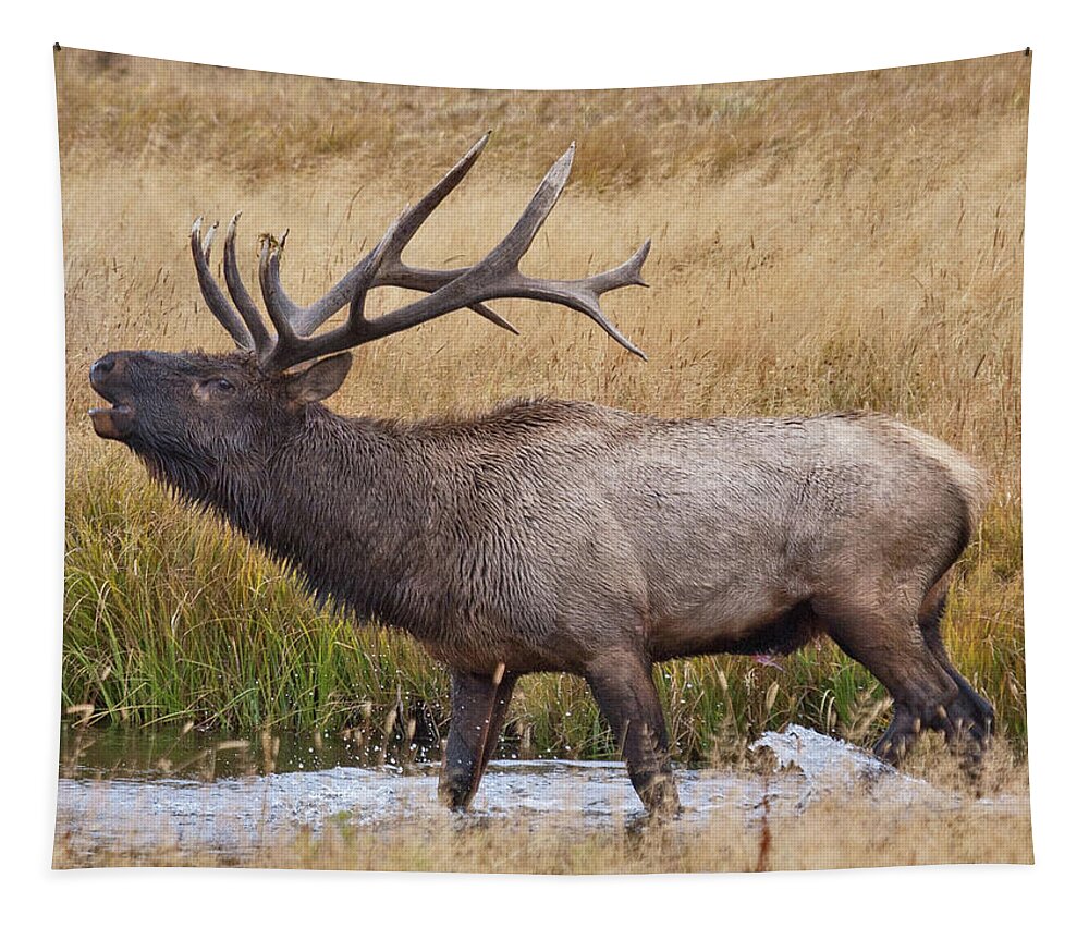 Elk Tapestry featuring the photograph Bull Elk in Yellowstone by Wesley Aston