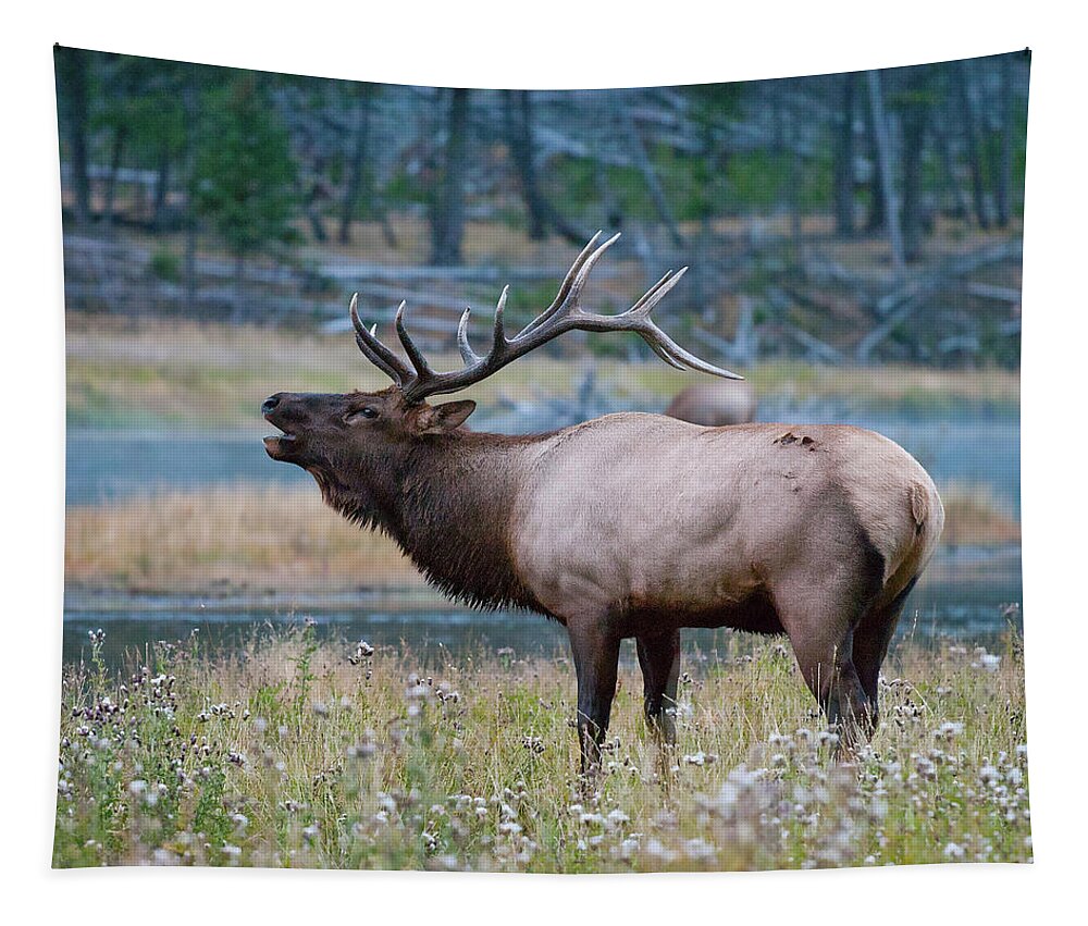 Antelope Tapestry featuring the photograph Bull Elk Next to River by Wesley Aston