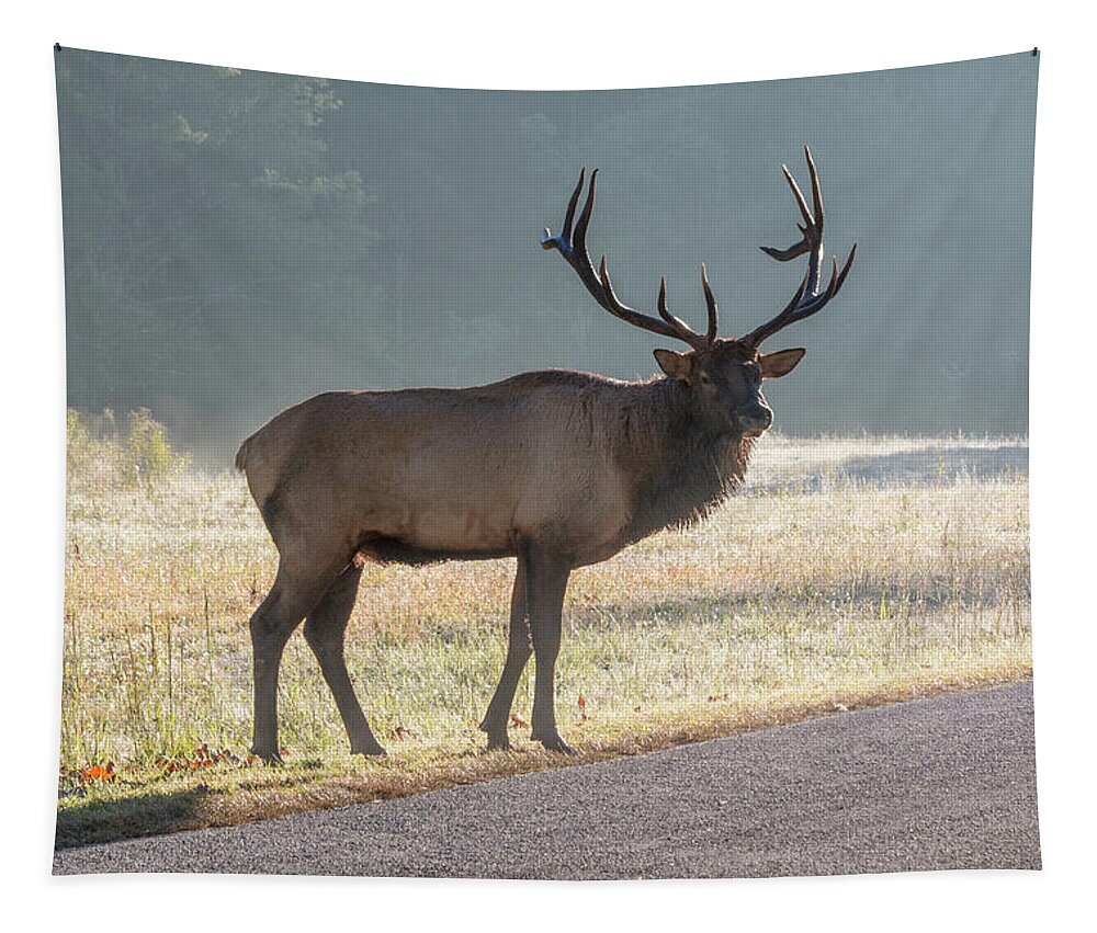 Bull Tapestry featuring the photograph Bull Elk Watching by D K Wall