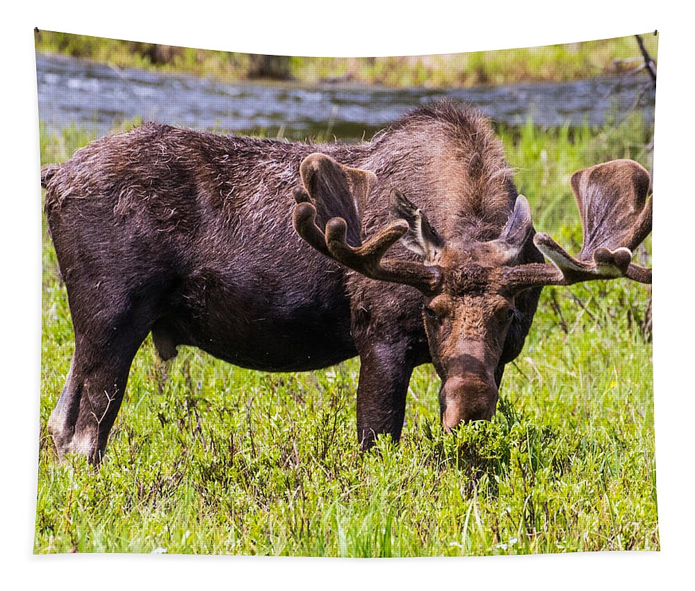 Moose Tapestry featuring the photograph Bull Moose #3 by Mindy Musick King