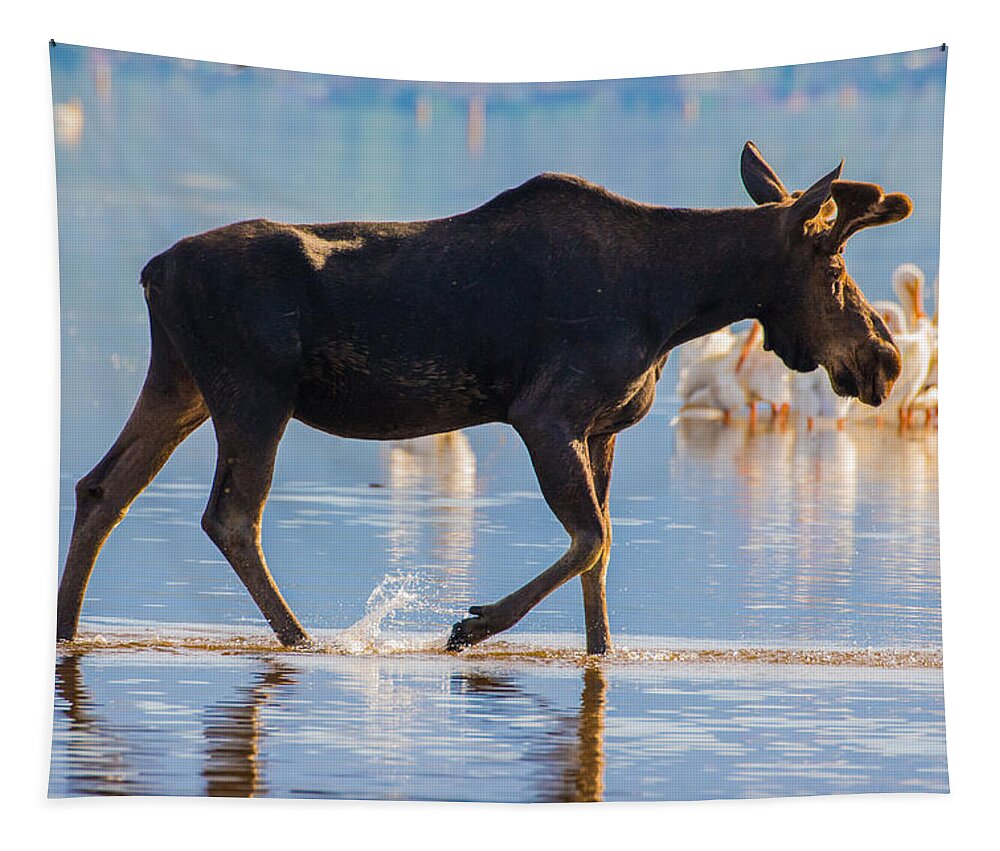 Bull Tapestry featuring the photograph Bull Moose and Pelicans on Shadow Mountain Reservoir by Mindy Musick King