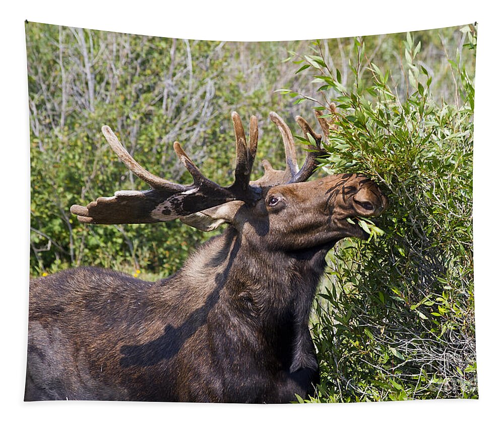 Animal Tapestry featuring the photograph Bull Moose by Teresa Zieba