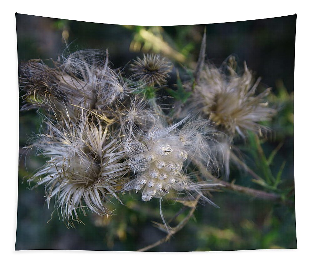 Autumn Tapestry featuring the photograph Bull Thistle 1 by Dimitry Papkov