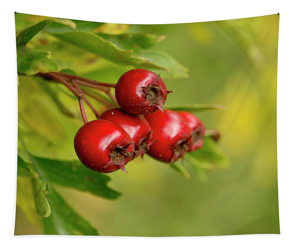Bunch Tapestry featuring the photograph Bunch of Hawthorn berries by Elena Perelman