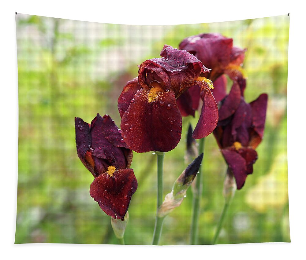 Iris Tapestry featuring the photograph Burgundy Bearded Irises in the Rain by Rona Black