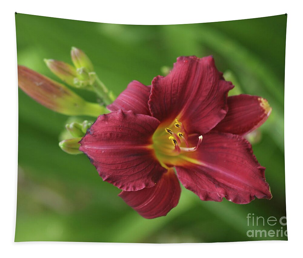 Flower Tapestry featuring the photograph Burgundy Day Lily by Vivian Martin