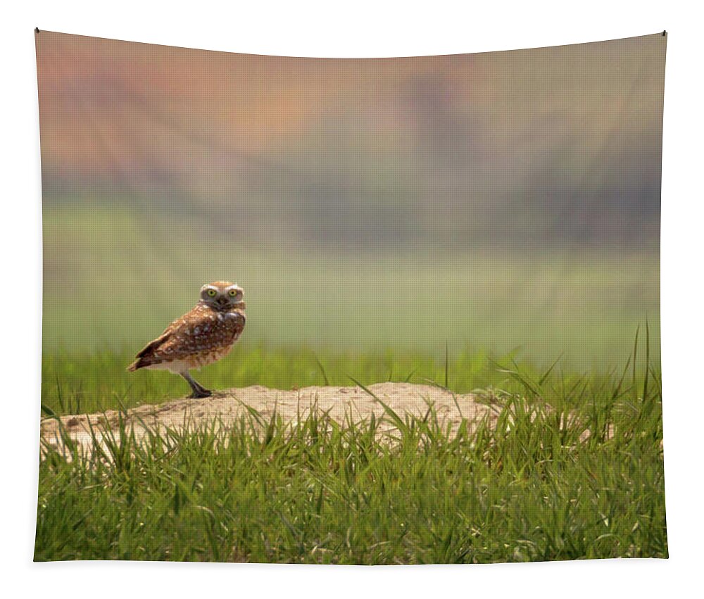 Burrowing Owl Tapestry featuring the photograph Burrowing Owl 1 by Susan Rissi Tregoning