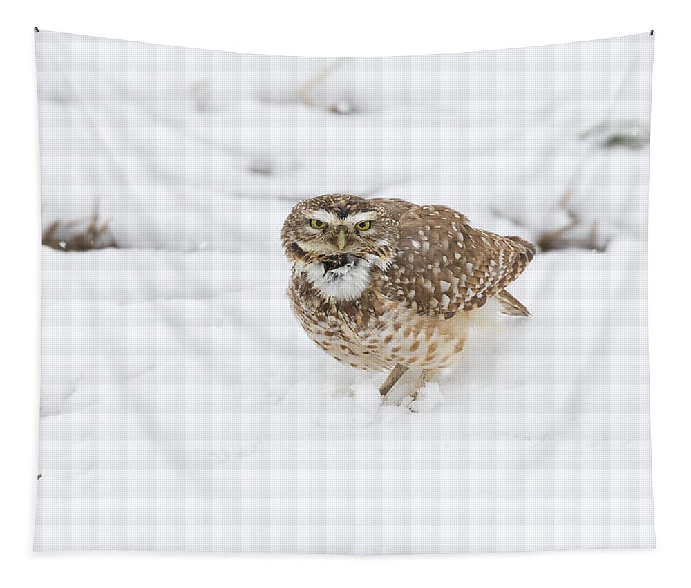 Owl Tapestry featuring the photograph Burrowing Owl Calls in the Snow by Tony Hake
