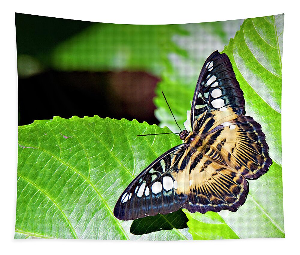 Butterfly Tapestry featuring the photograph Butterfly 13a by Walter Herrit